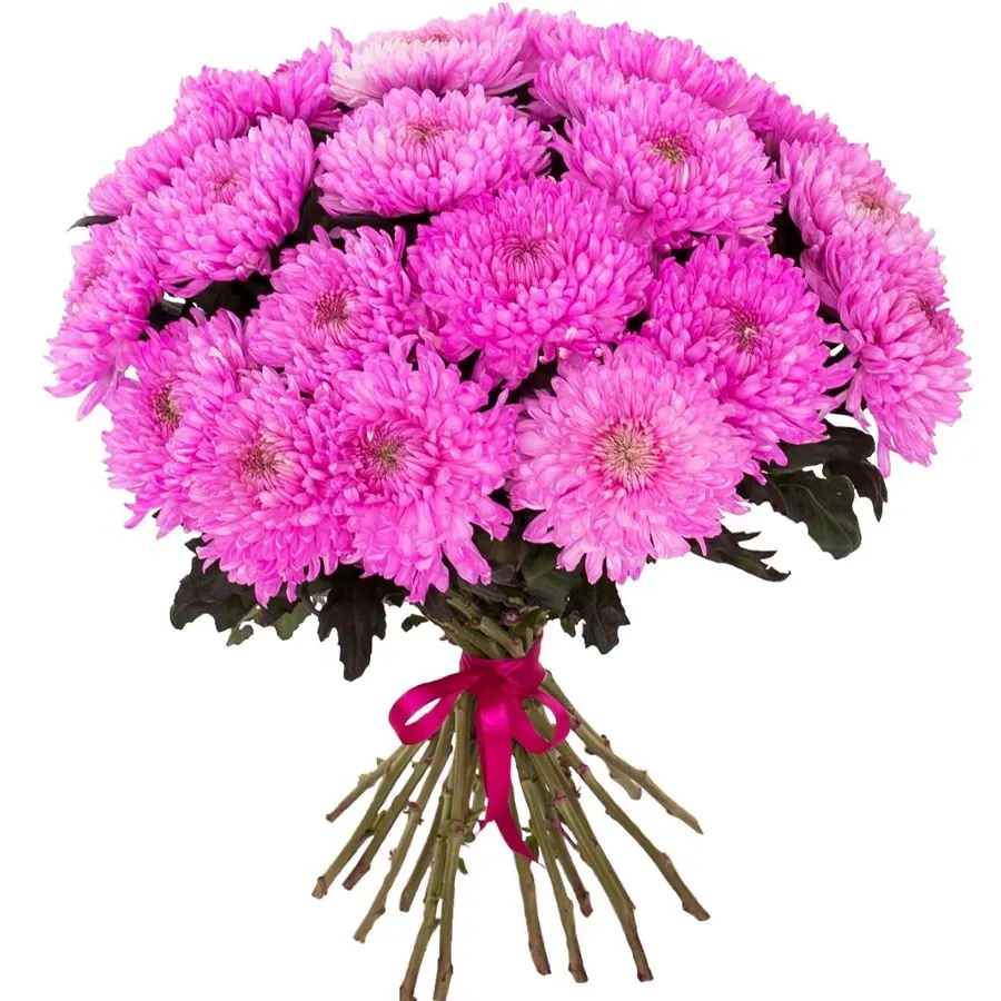 Хризантемы одноголовые розовые